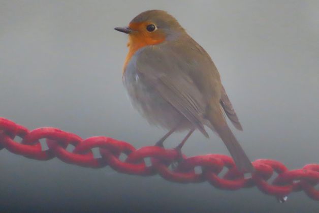 La mirada del txantxangorria