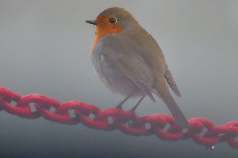 La mirada del txantxangorria