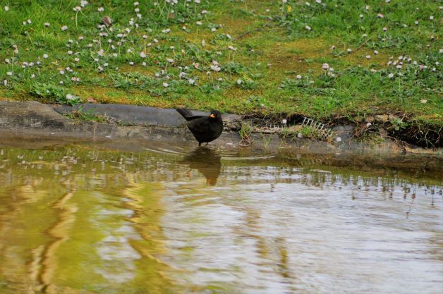 Mirlo pillado in fraganti
