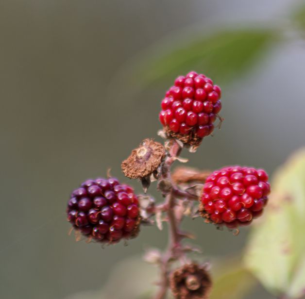 moras