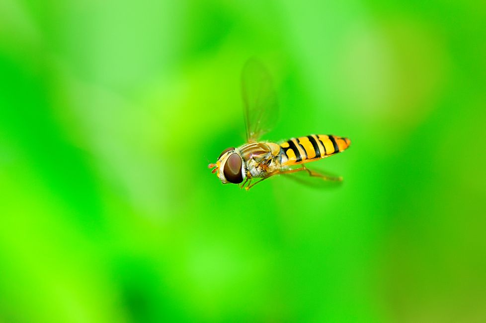 mosca en pleno vuelo