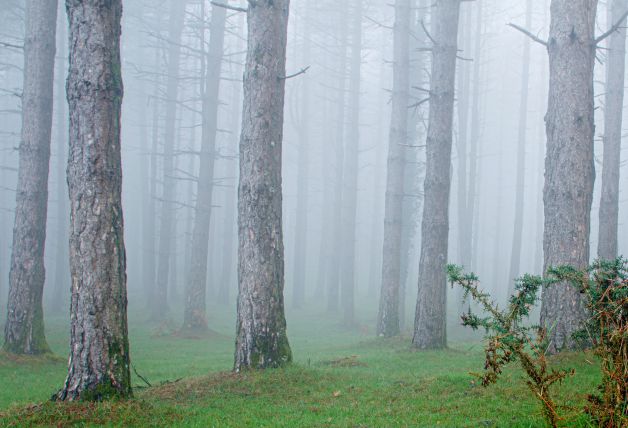 niebla en el bosque