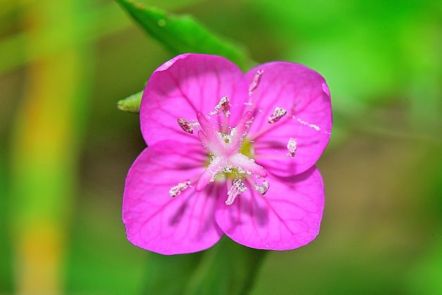 oenothera rosea
