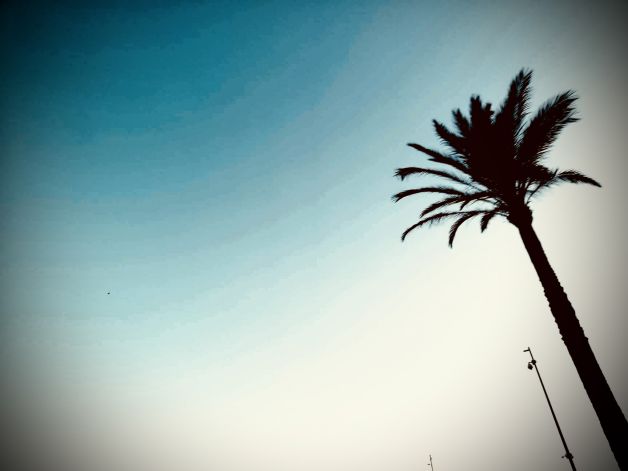 ¿ Palmera o plumero?