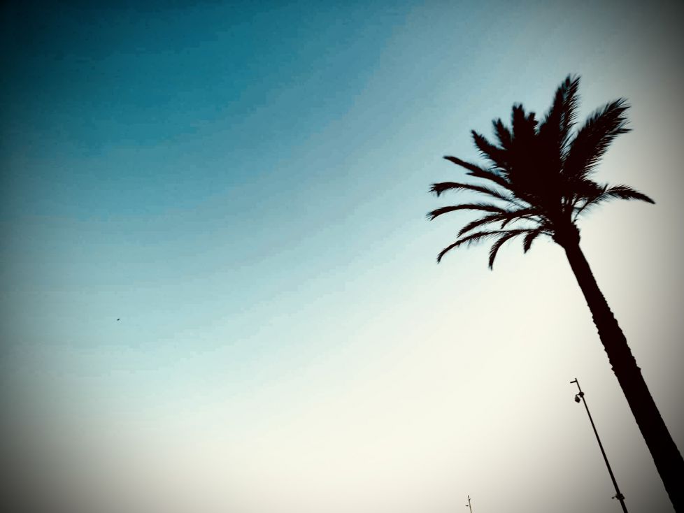 ¿ Palmera o plumero?