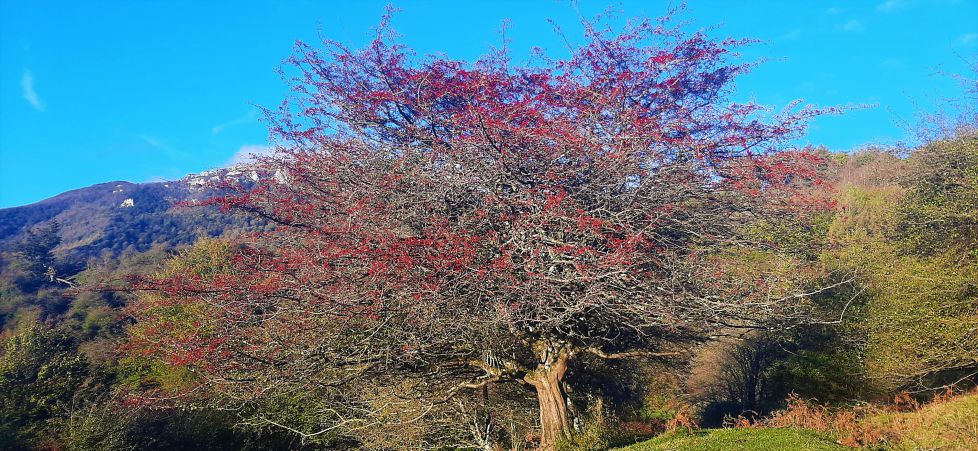 Parecen adornos navideños.