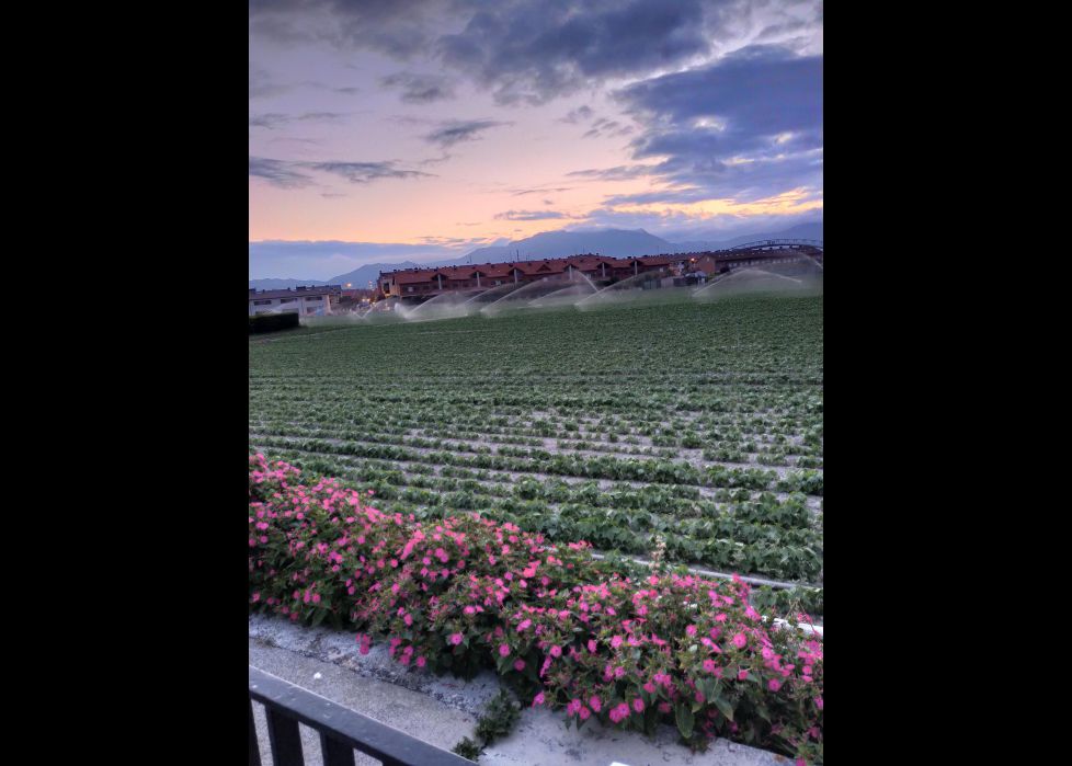 Siembre y jardinería