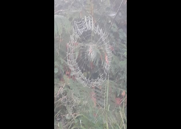 Tela de araña
