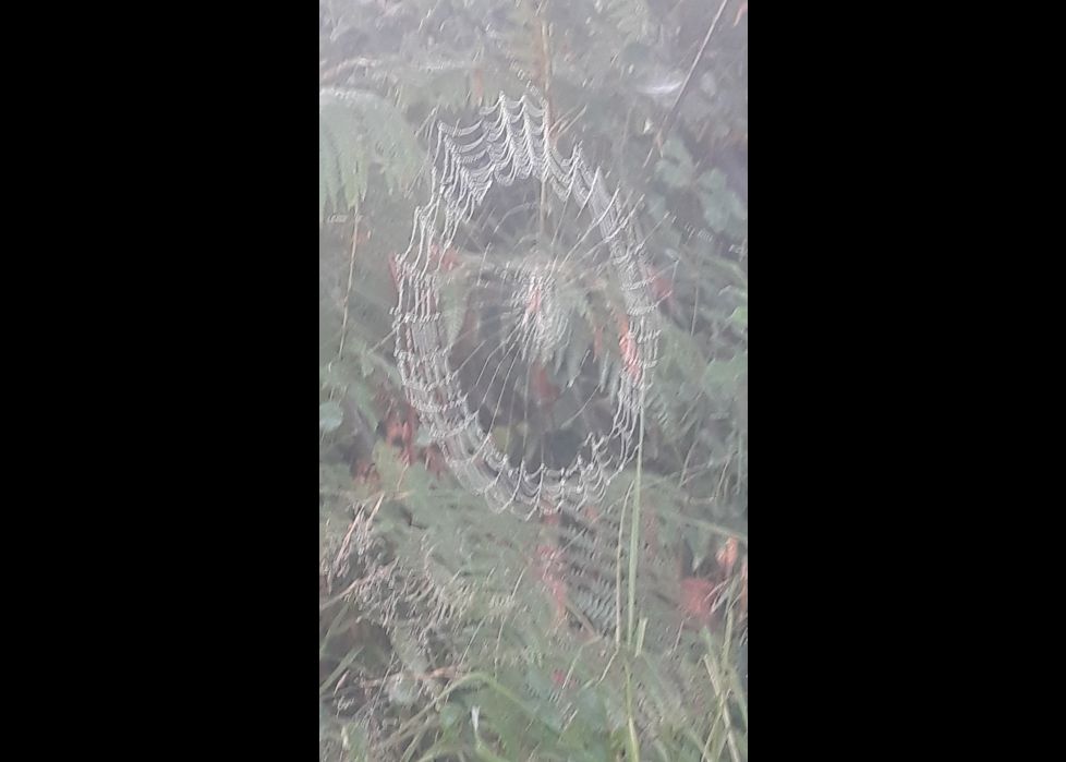 Tela de araña