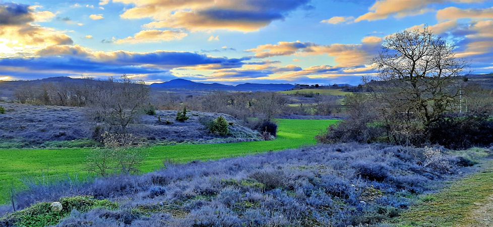 Tomillares y romerales al atardecer,