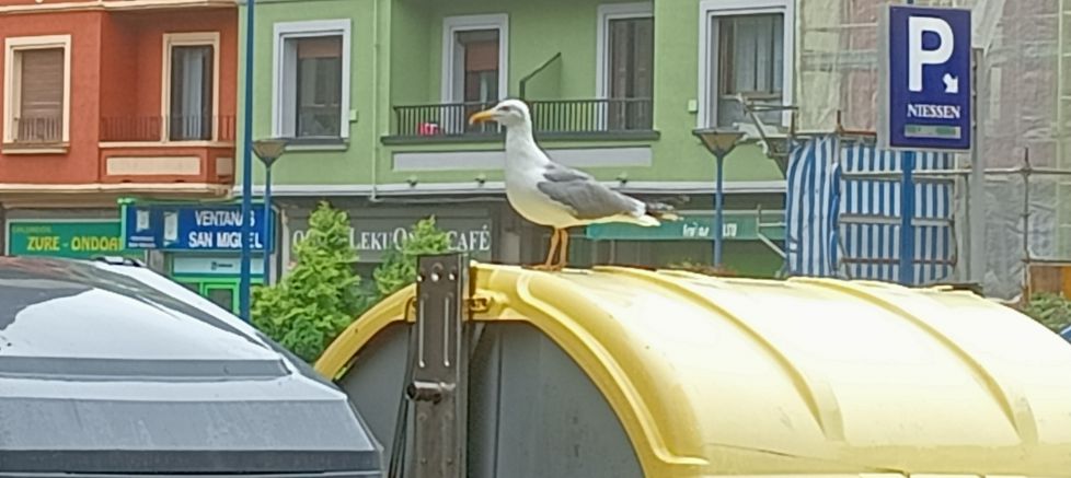 Una de cien gaviotas