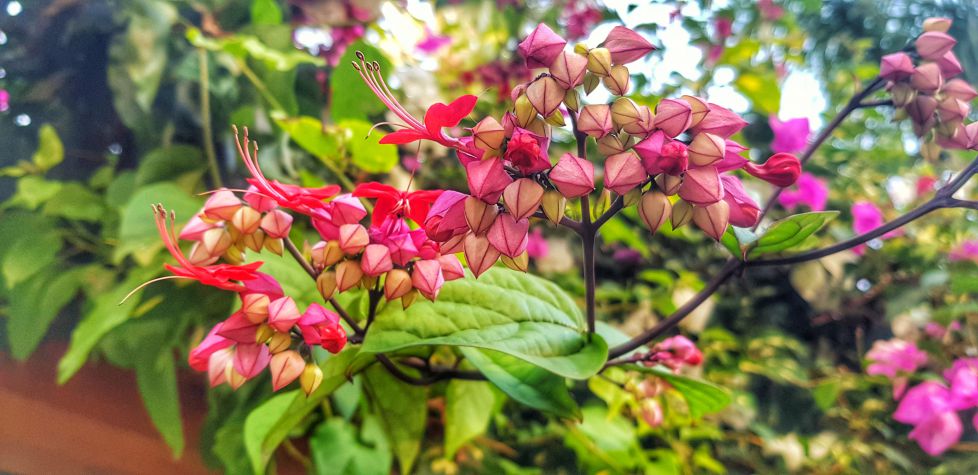 Una flor siempre un placer