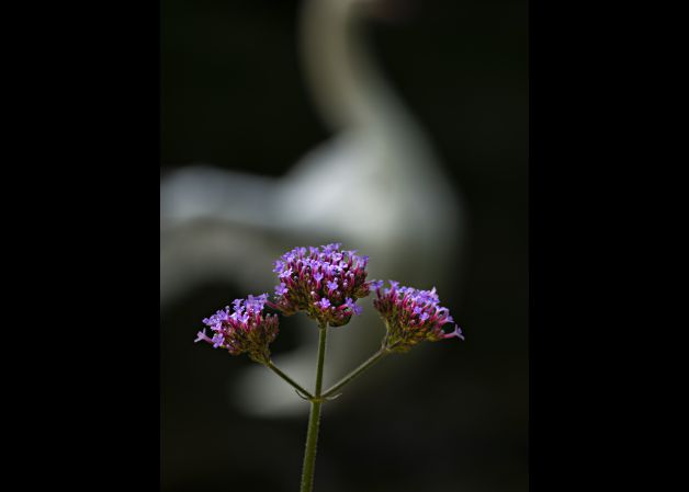 La Verbena del Cisne