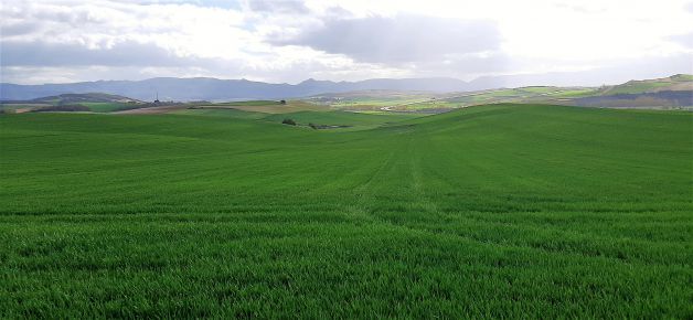 Verde que te quiero verde.