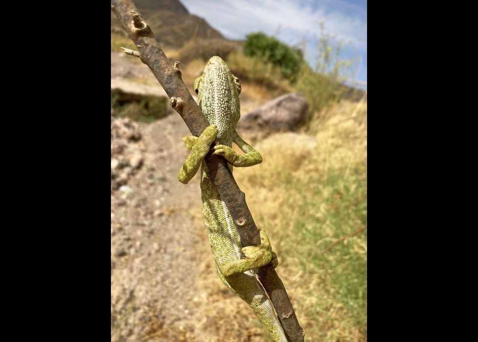 el violonchelista tuerto
