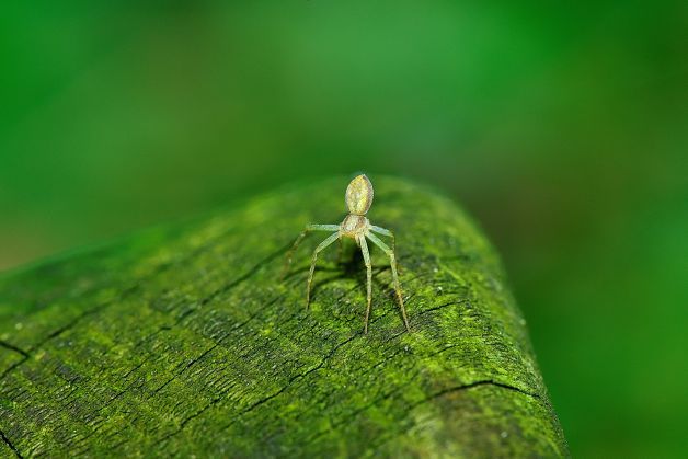 araña