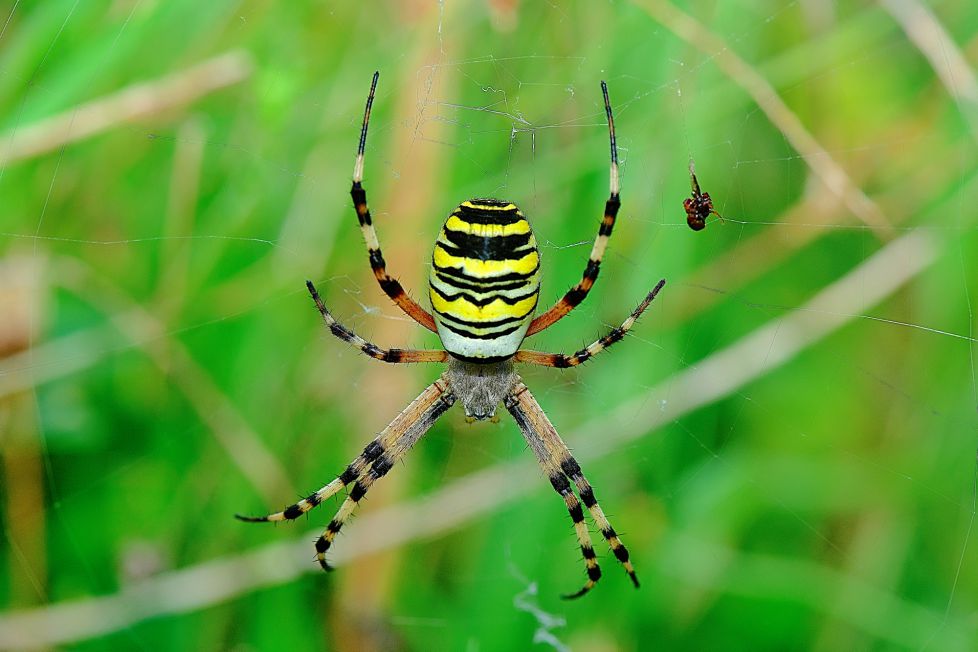 araña tigre