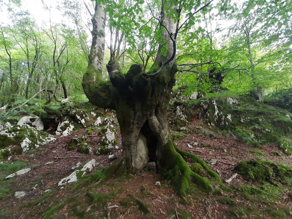 Árbol de estilo gótico.