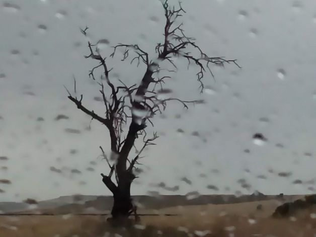 Árbol en la tormenta