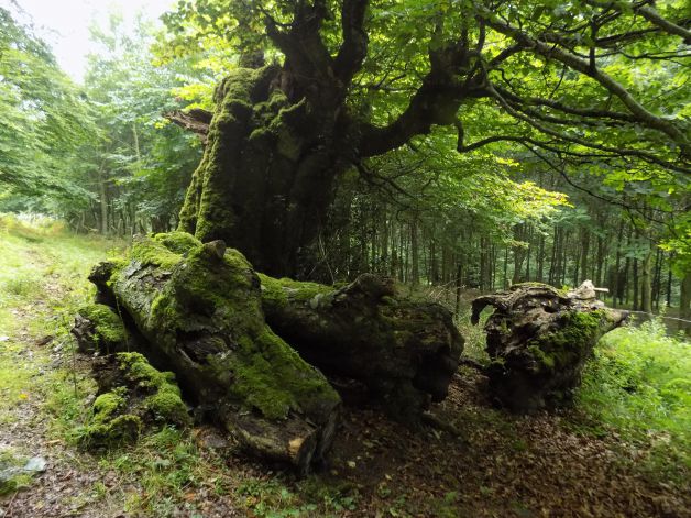 El árbol con zapatos.