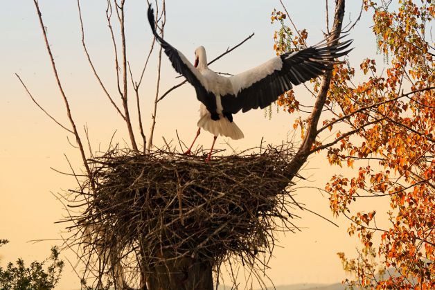 Arquitectos de la naturaleza