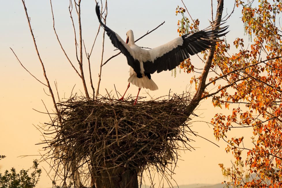 Arquitectos de la naturaleza
