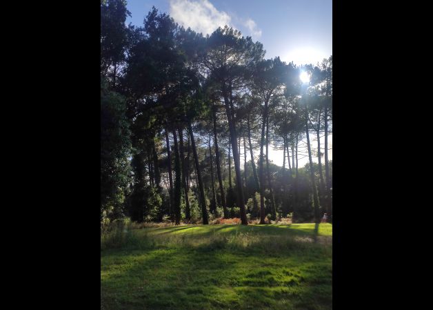 Atardecer entre pinos landeses