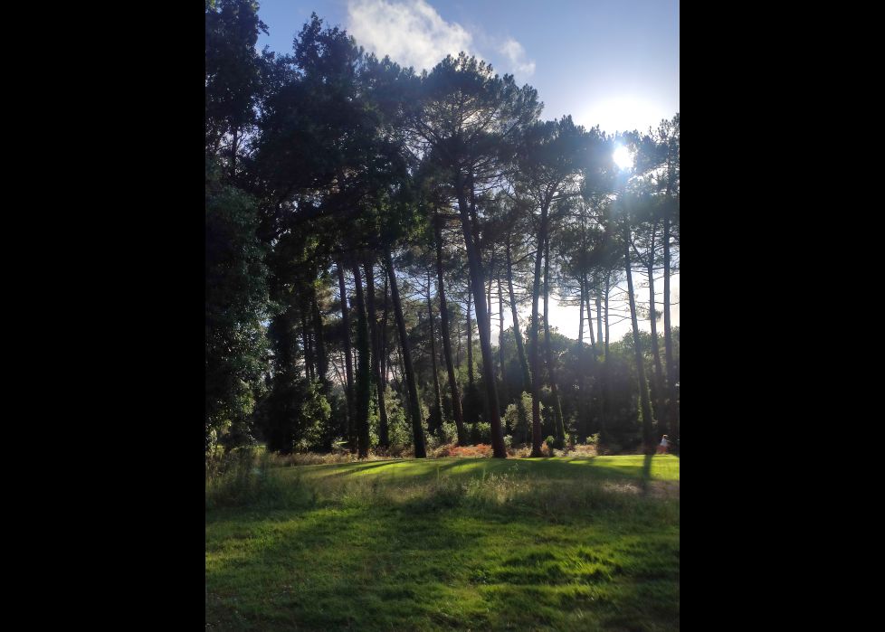 Atardecer entre pinos landeses