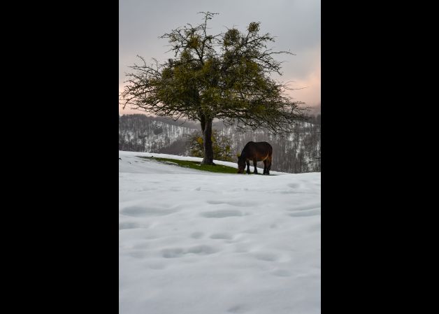 El caballo y el arbol