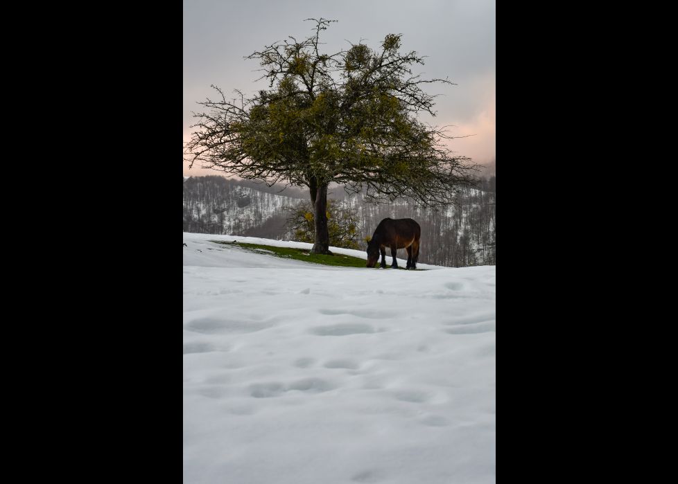 El caballo y el arbol