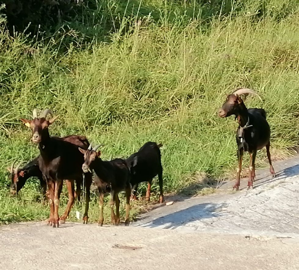 Cabras en San Juan