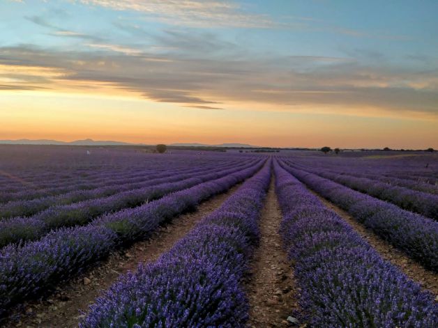 CAMPOS DE LAVANDA