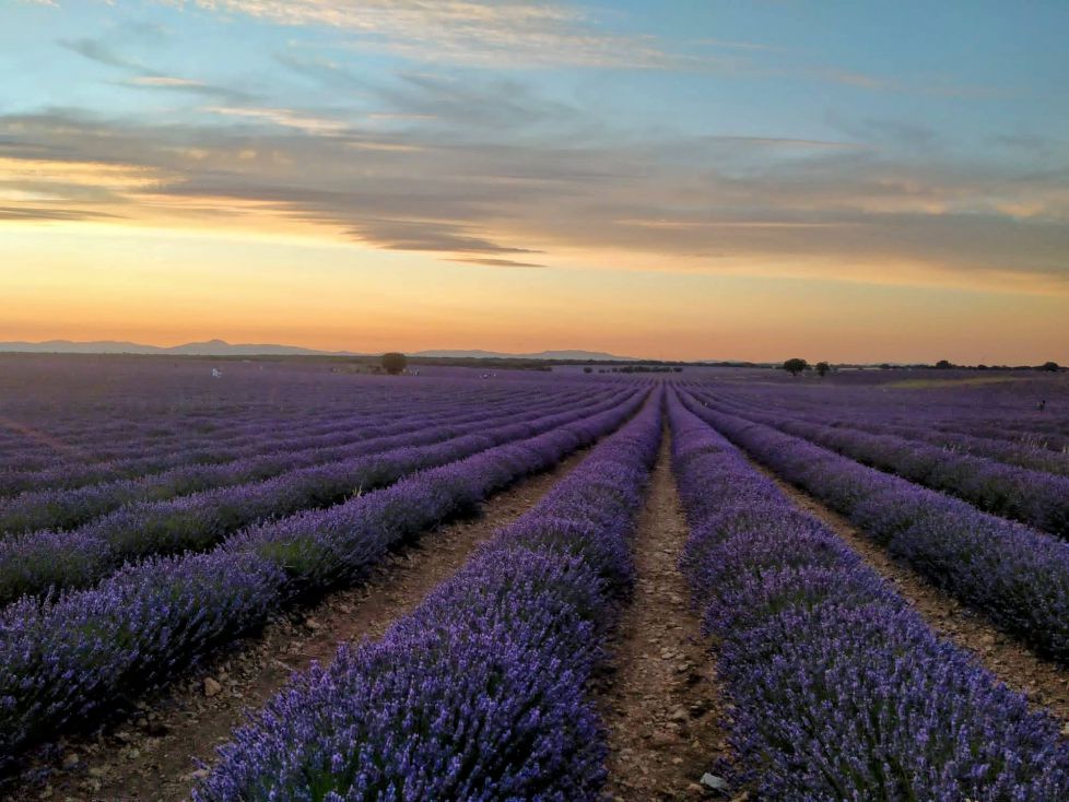 CAMPOS DE LAVANDA