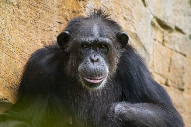 Chimpancé pensativo