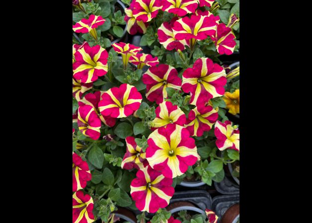 El circo de la naturaleza 