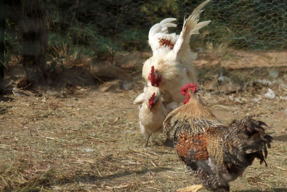 El combate de las plumas