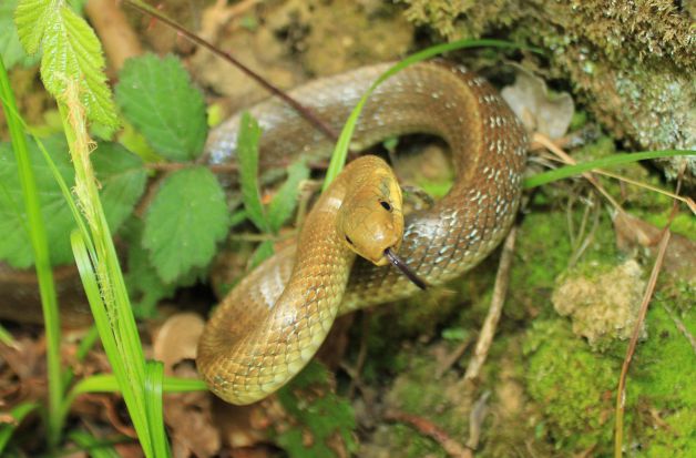 Culebra de Esculapio