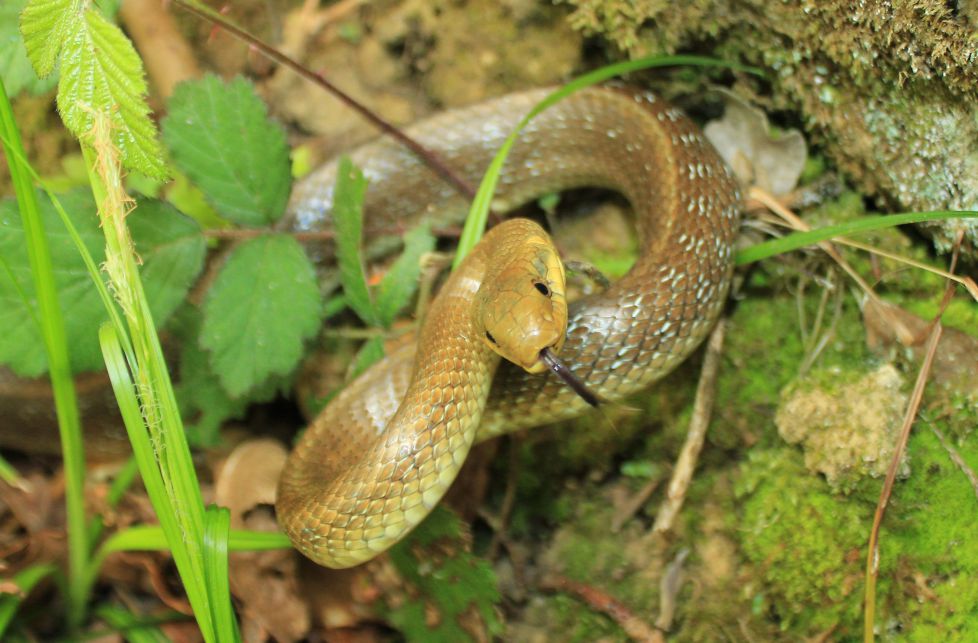 Culebra de Esculapio