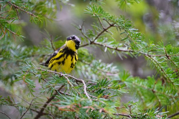 La curiosidad captó al pájaro