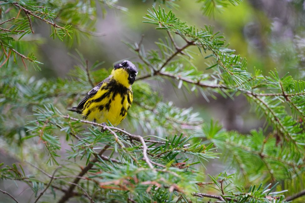 La curiosidad captó al pájaro