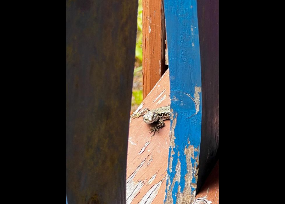 Curiosidad y viceversa