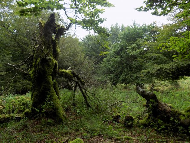 El dueño y el  perro.