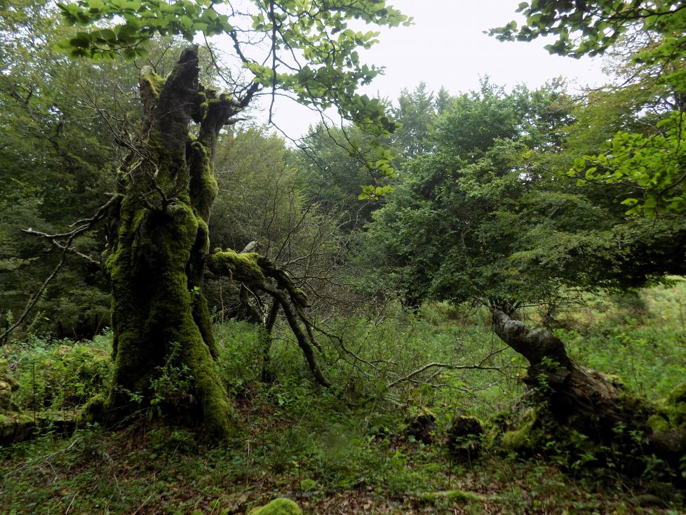 El dueño y el  perro.