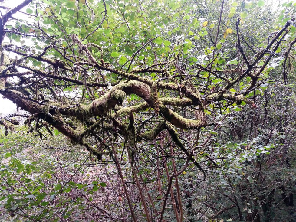 Espanto en el bosque.