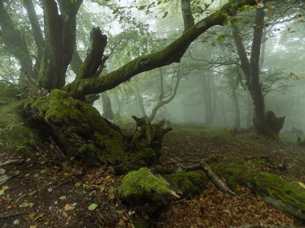 Esperando al licántropo.