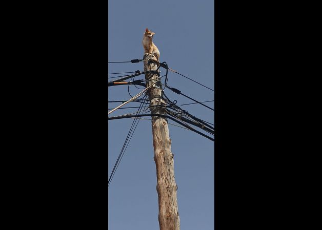 Gato, rescate felíz