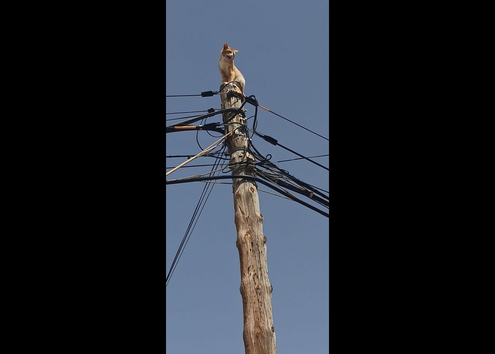 Gato, rescate felíz