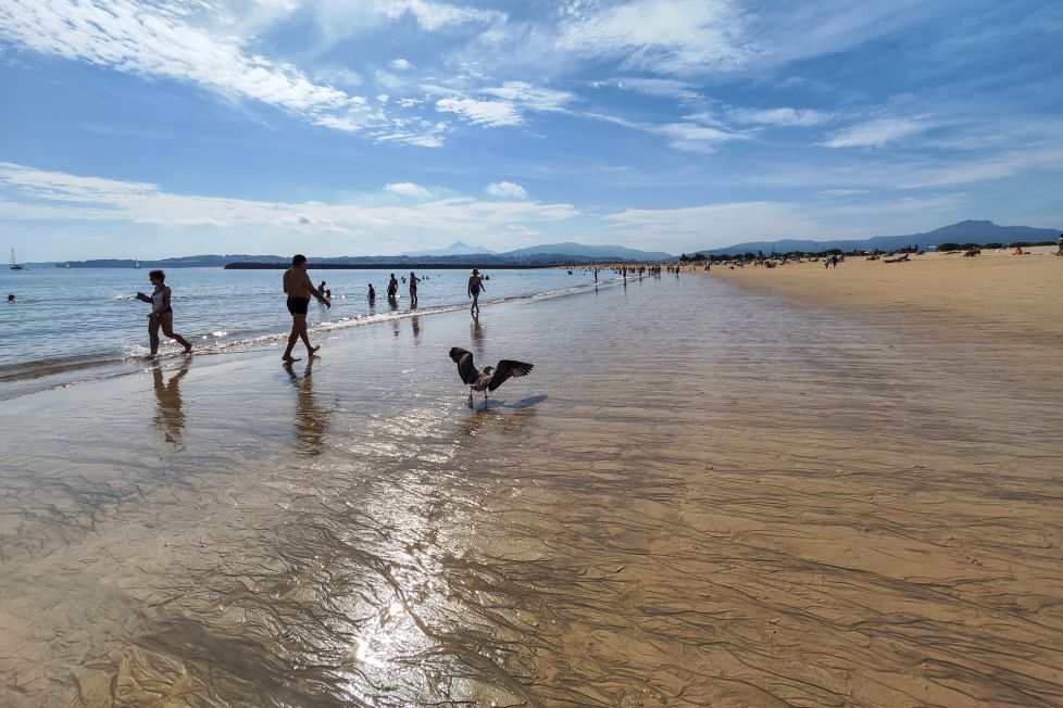 Gaviota por la orilla