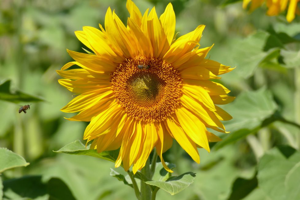 Girasol 