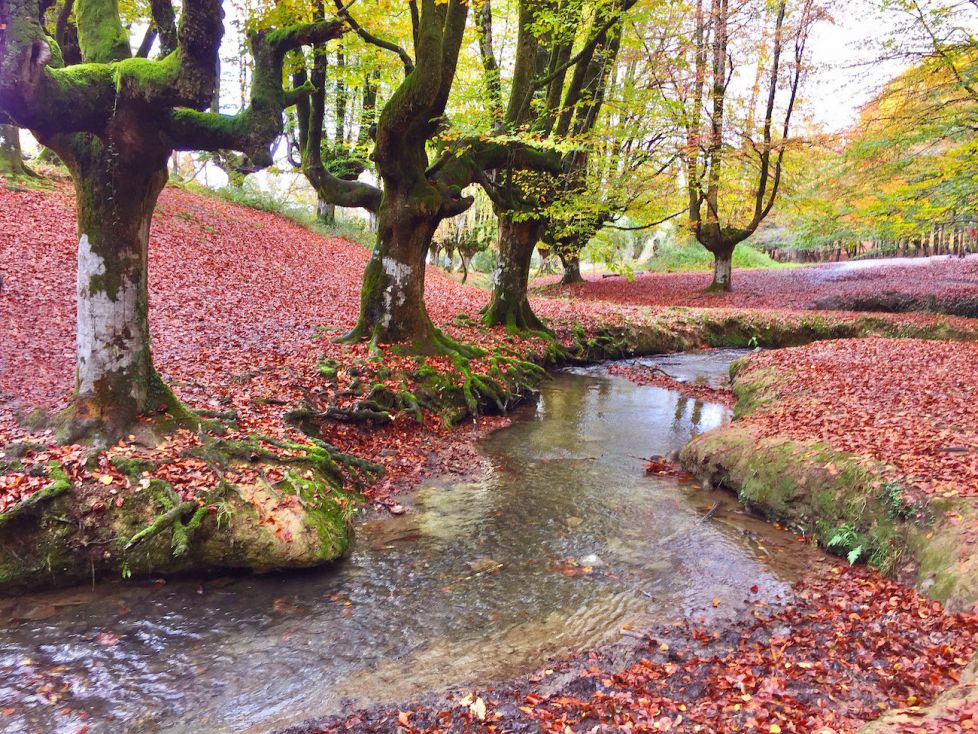 Hayedos de Otzarreta 